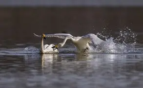 半岛体育登录入口-争夺风云变幻，胜负仍待战事分晓
